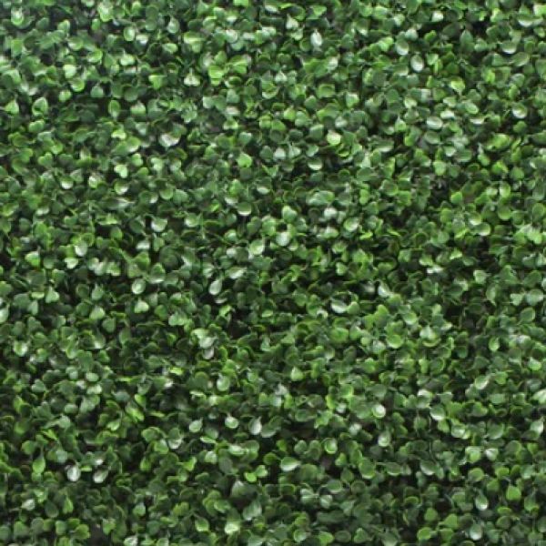 Boxwood Hedge 50cm x 50cm